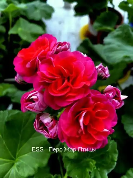 Укорененные черенки сортовых пеларгоний - Растения (Хобби и отдых) в Уфа