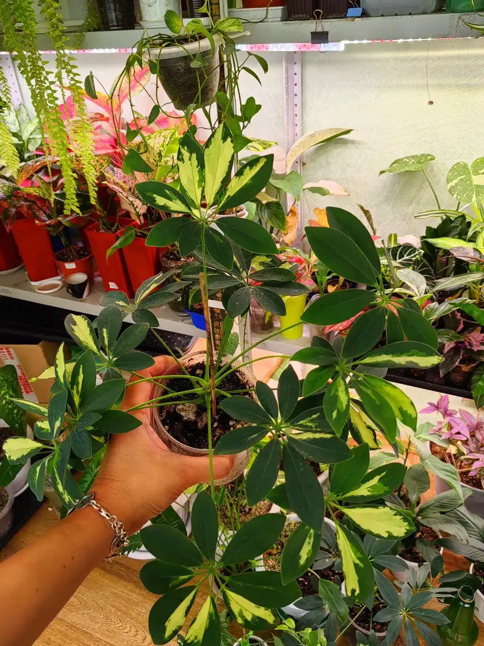 Шеффлеры различных сортов - Растения (Хобби и отдых) в Уфа