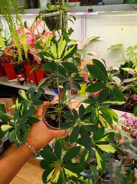 Шеффлеры различных сортов - Кулинария/Десерты в Уфа