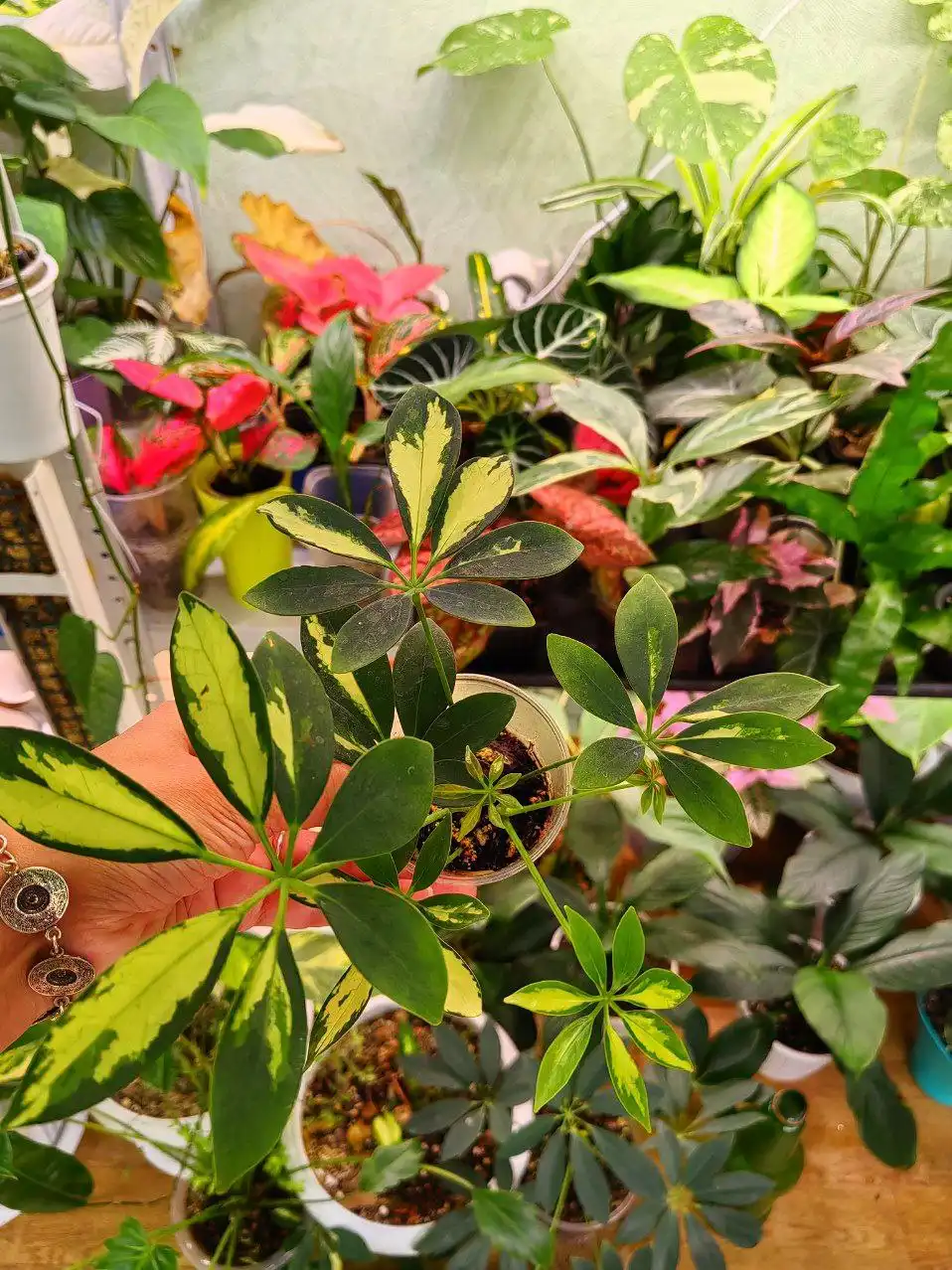 Шеффлеры различных сортов - Растения (Хобби и отдых) в Уфа