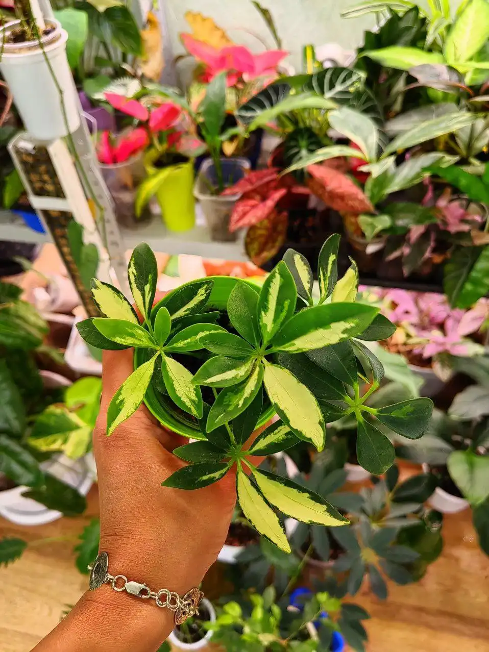 Шеффлеры различных сортов - Растения (Хобби и отдых) в Уфа