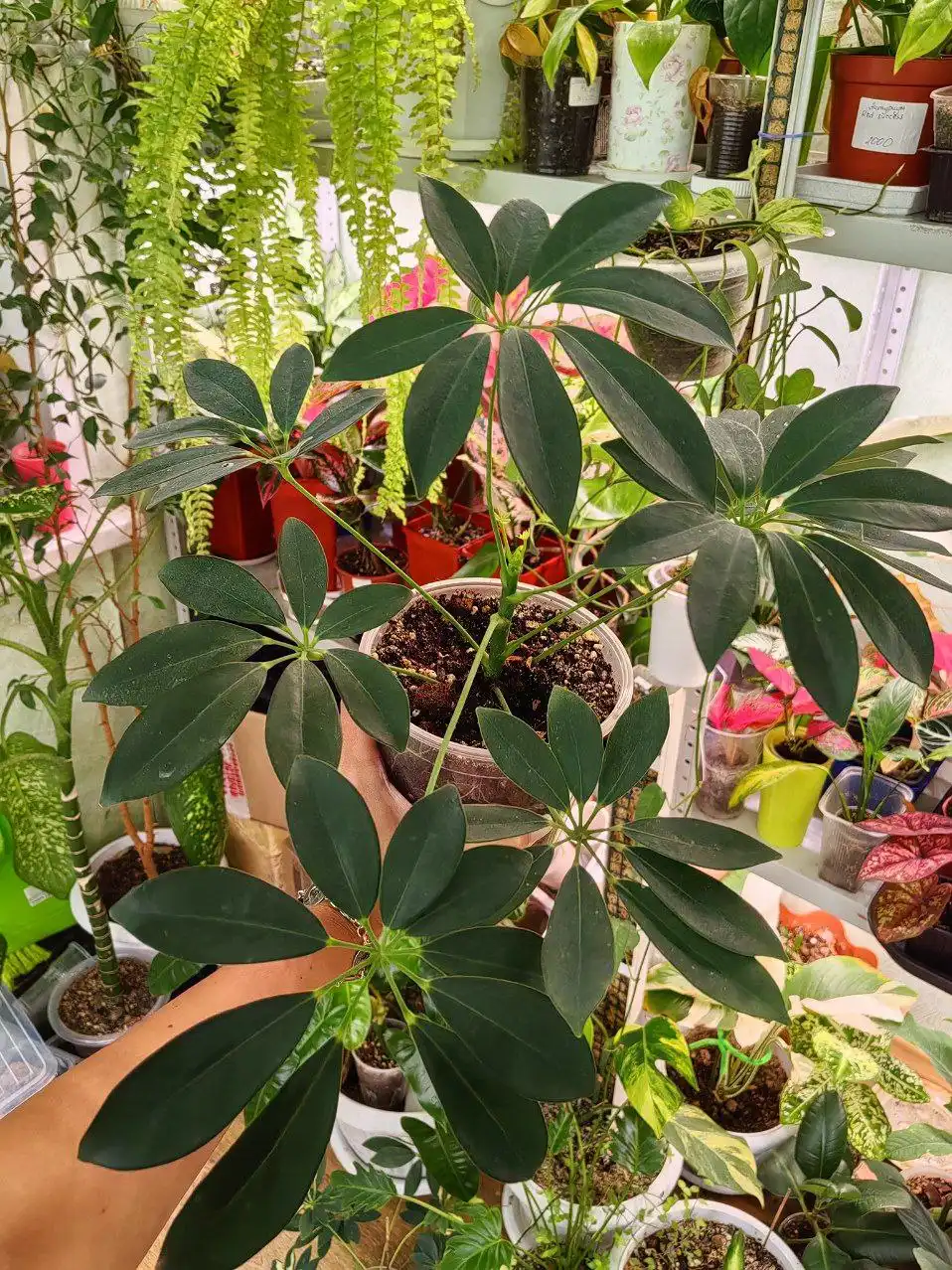 Шеффлеры различных сортов - Растения (Хобби и отдых) в Уфа