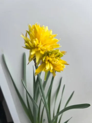 Нарциссы в бутонах - Кулинария/Десерты в Уфа
