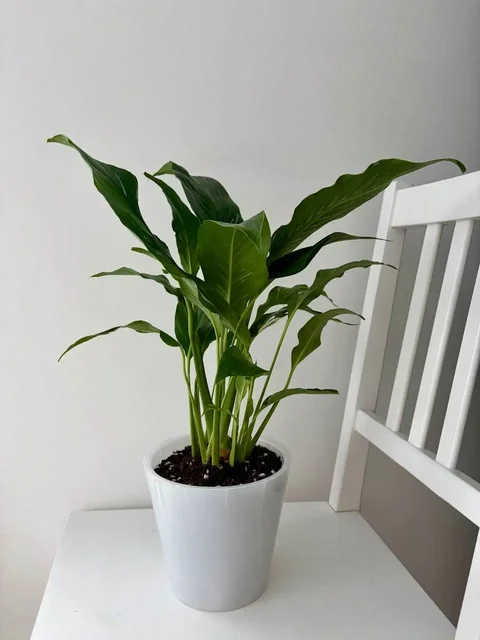 Спатифиллум Даймонд (женское счастье) в горшке 1,6 л - Кулинария/Десерты в Уфа