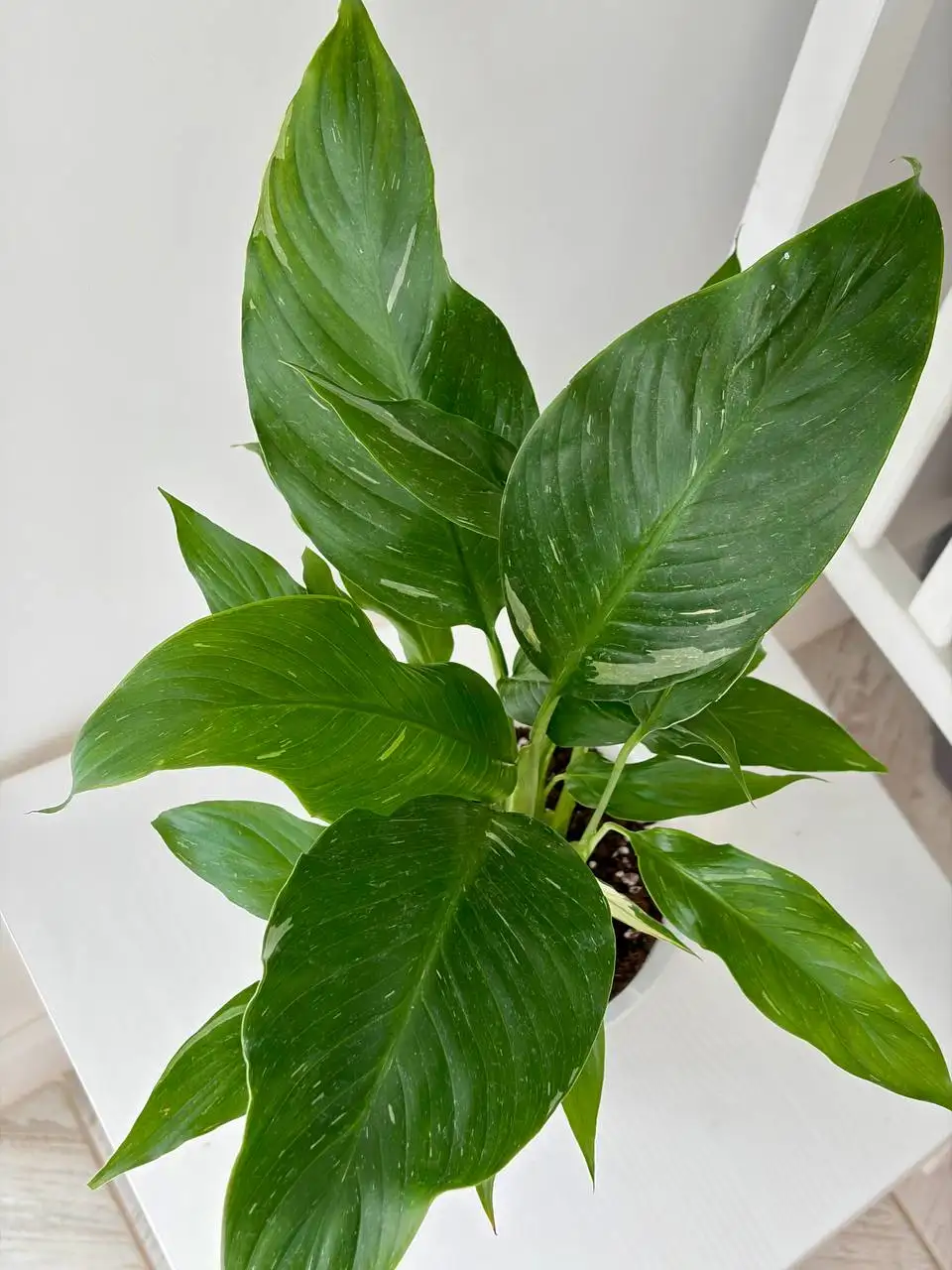 Спатифиллум Даймонд (женское счастье) в горшке 1,6 л - Растения (Хобби и отдых) в Уфа