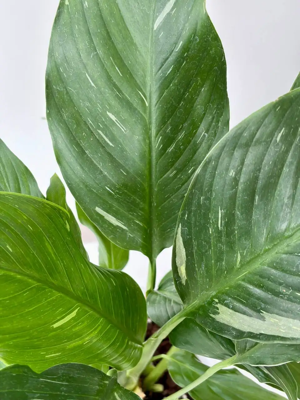 Спатифиллум Даймонд (женское счастье) в горшке 1,6 л - Растения (Хобби и отдых) в Уфа