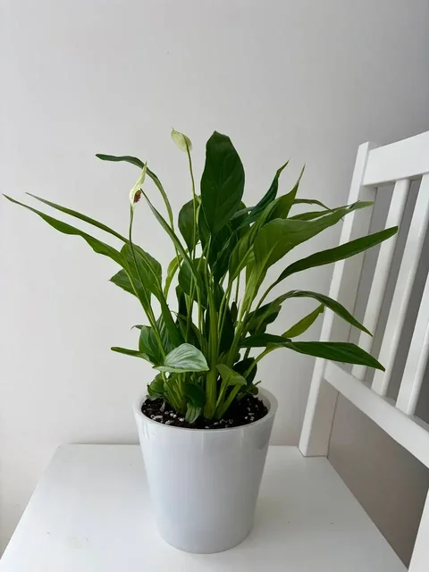 Спатифиллум Ромео (женское счастье) в пластиковом горшке с грунтом - Кулинария/Десерты в Уфа