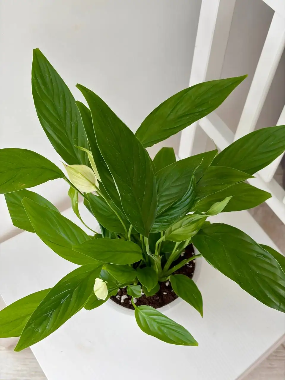 Спатифиллум Ромео (женское счастье) в пластиковом горшке с грунтом - Растения (Хобби и отдых) в Уфа