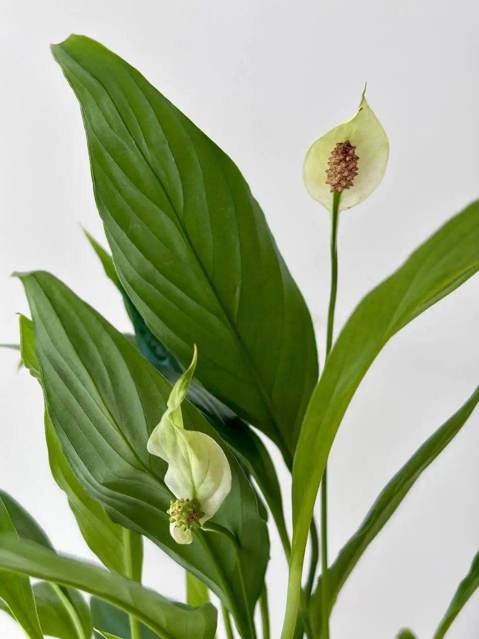 Спатифиллум Ромео (женское счастье) в пластиковом горшке с грунтом - Растения (Хобби и отдых) в Уфа