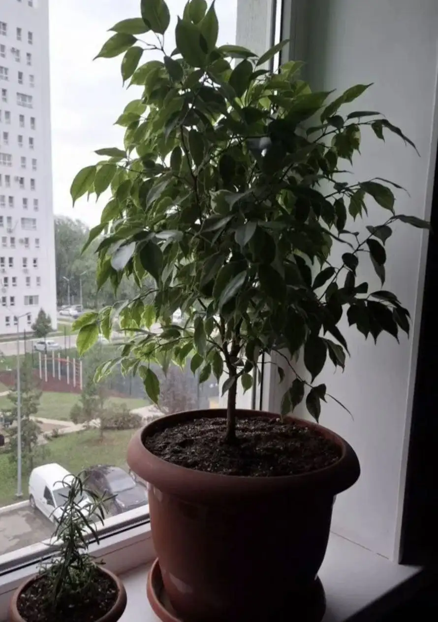Фикус в Ярком - Растения (Хобби и отдых) в Уфа
