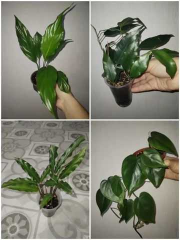 Продажа комнатных растений в Уфе - Кулинария/Десерты в Уфа