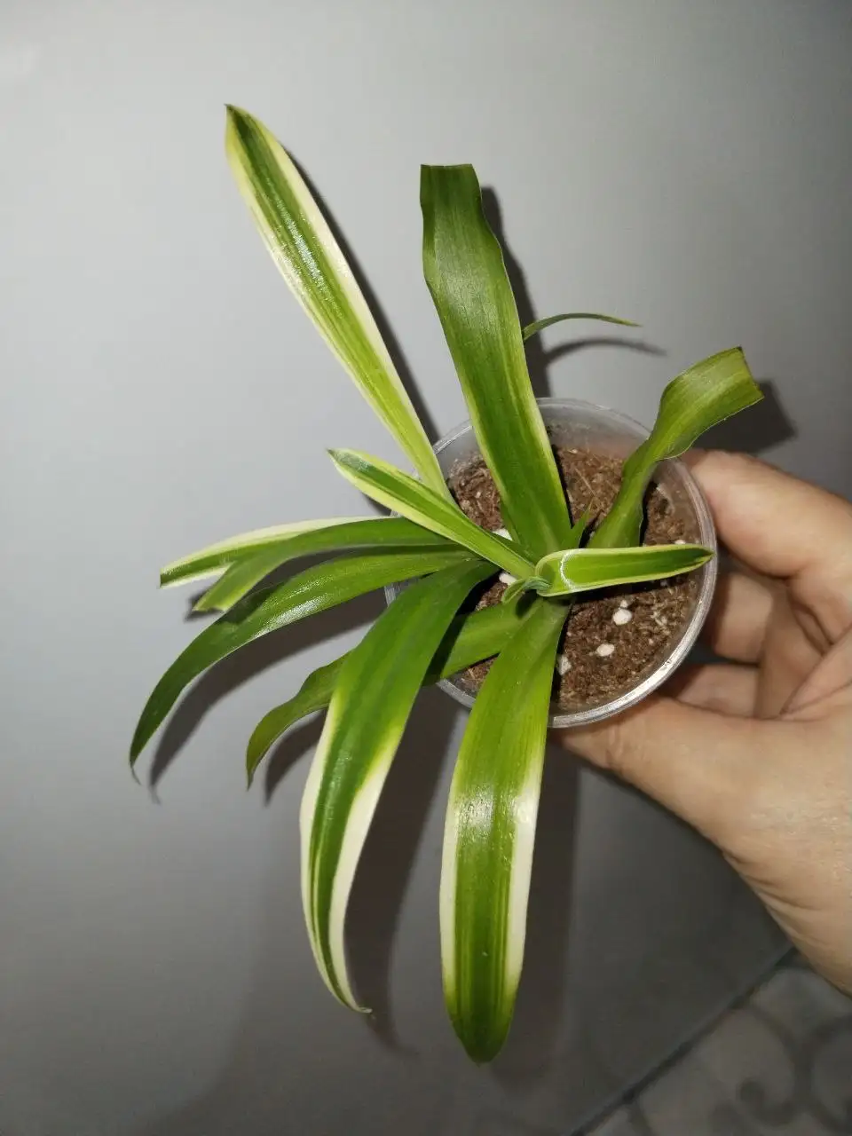 Продажа комнатных растений в Уфе - Комнатные растения (Хобби и отдых) в Уфа