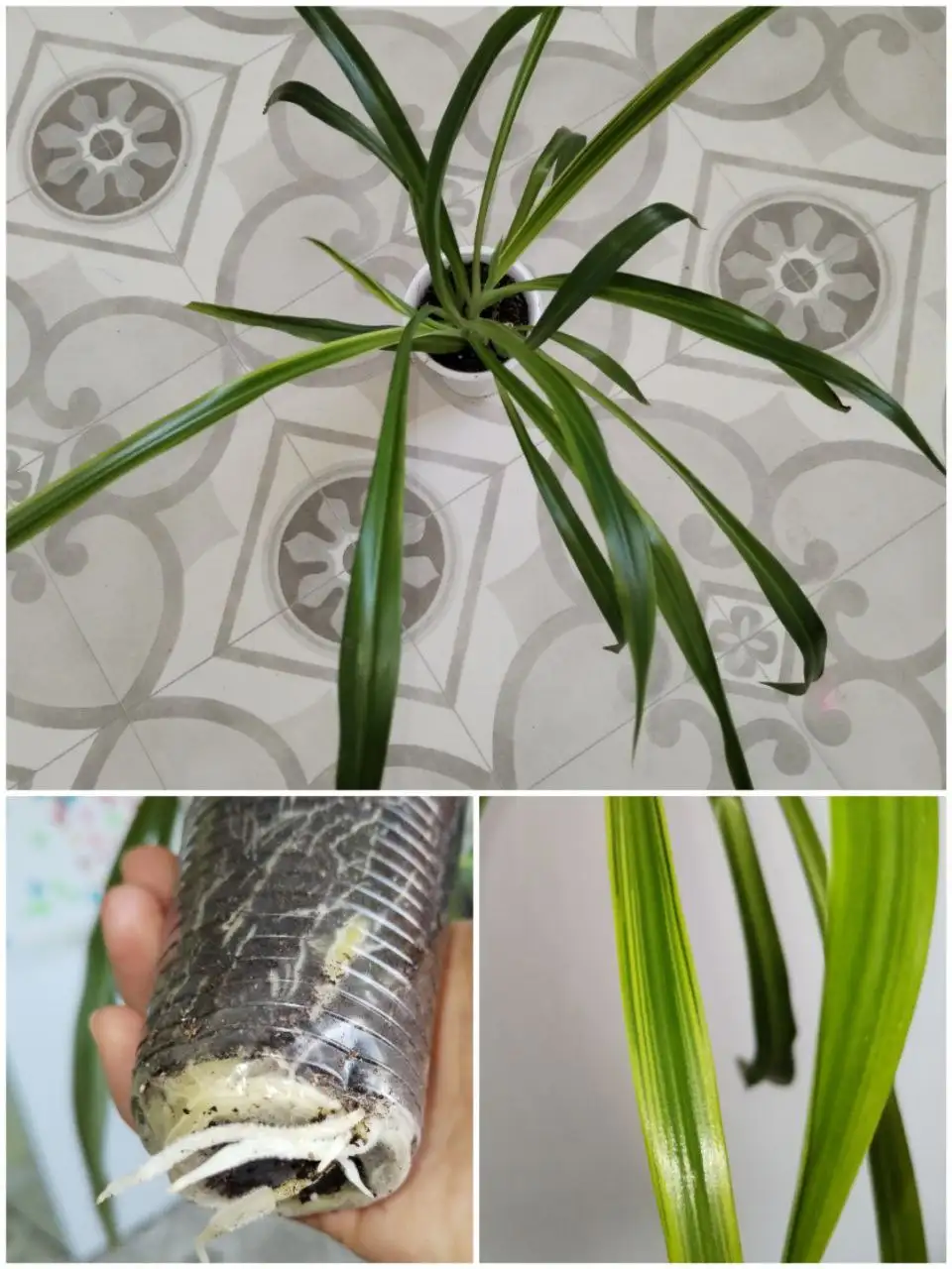 Продажа комнатных растений в Уфе - Комнатные растения (Хобби и отдых) в Уфа