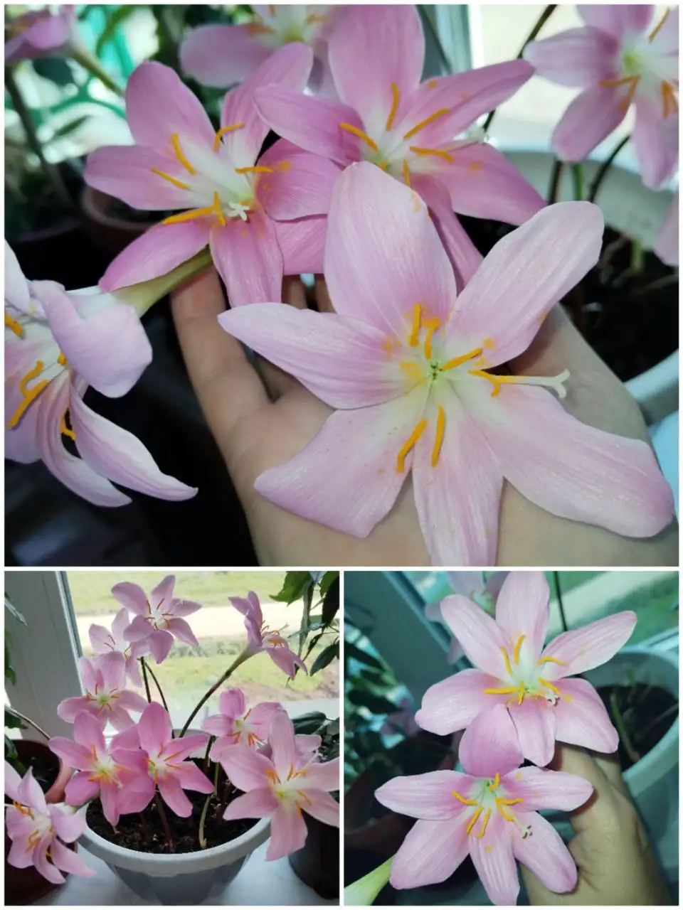 Продажа комнатных растений в Уфе - Комнатные растения (Хобби и отдых) в Уфа