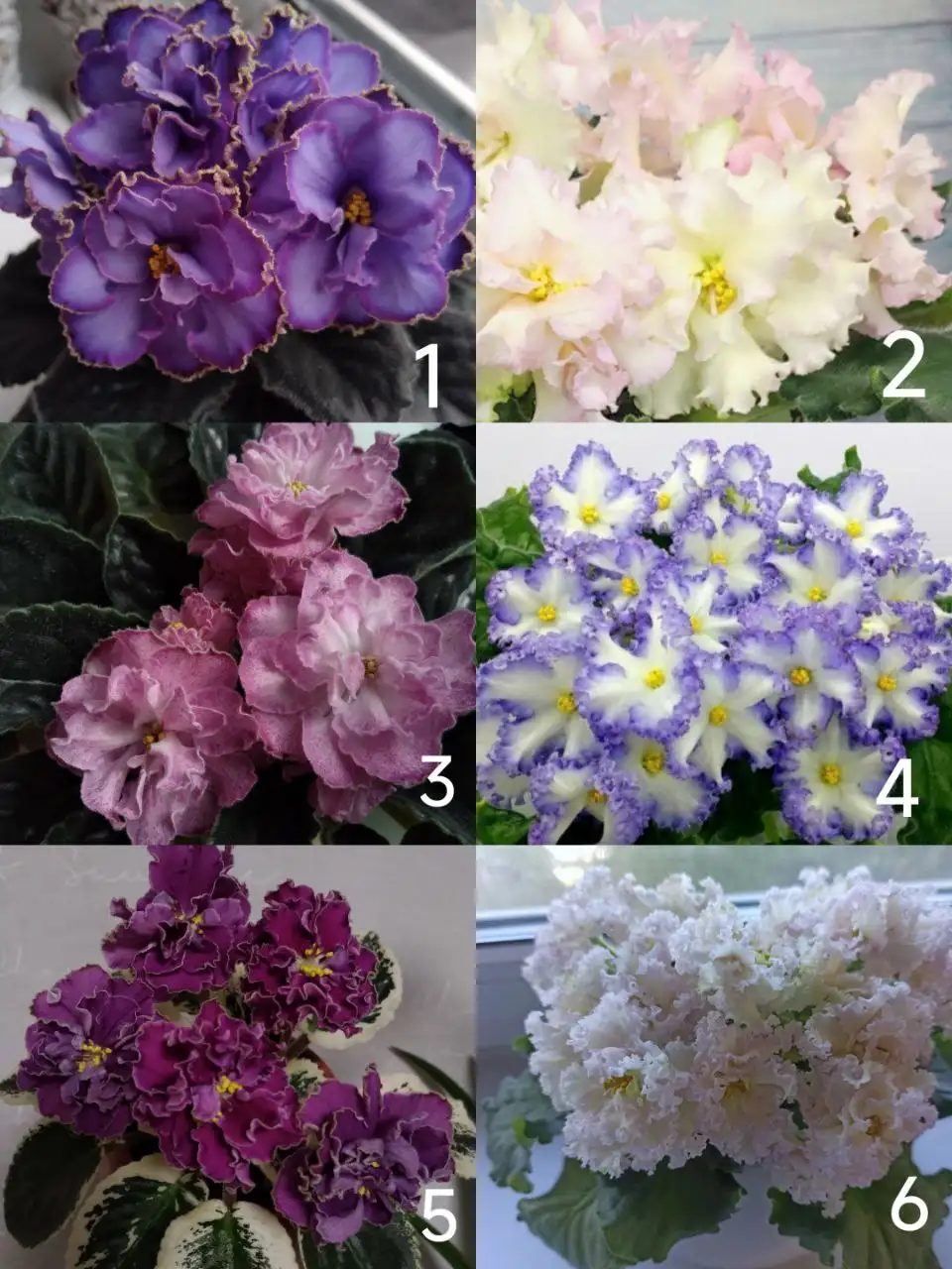 Детки сортовых фиалок - Растения (Хобби и отдых) в Уфа