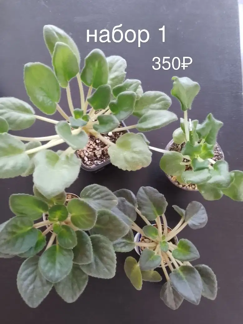 Наборы сортовых фиалок - Растения (Хобби и отдых) в Уфа