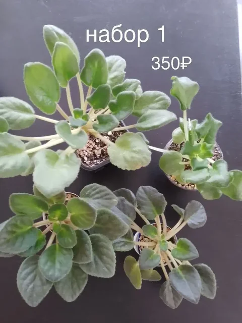 Наборы сортовых фиалок - Кулинария/Десерты в Уфа