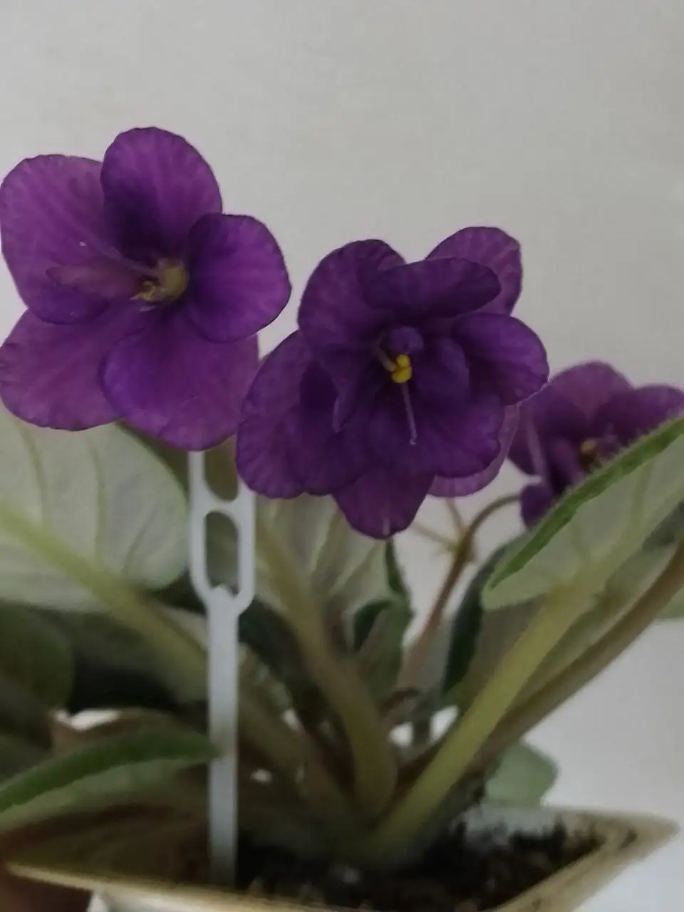 Наборы сортовых фиалок - Растения (Хобби и отдых) в Уфа