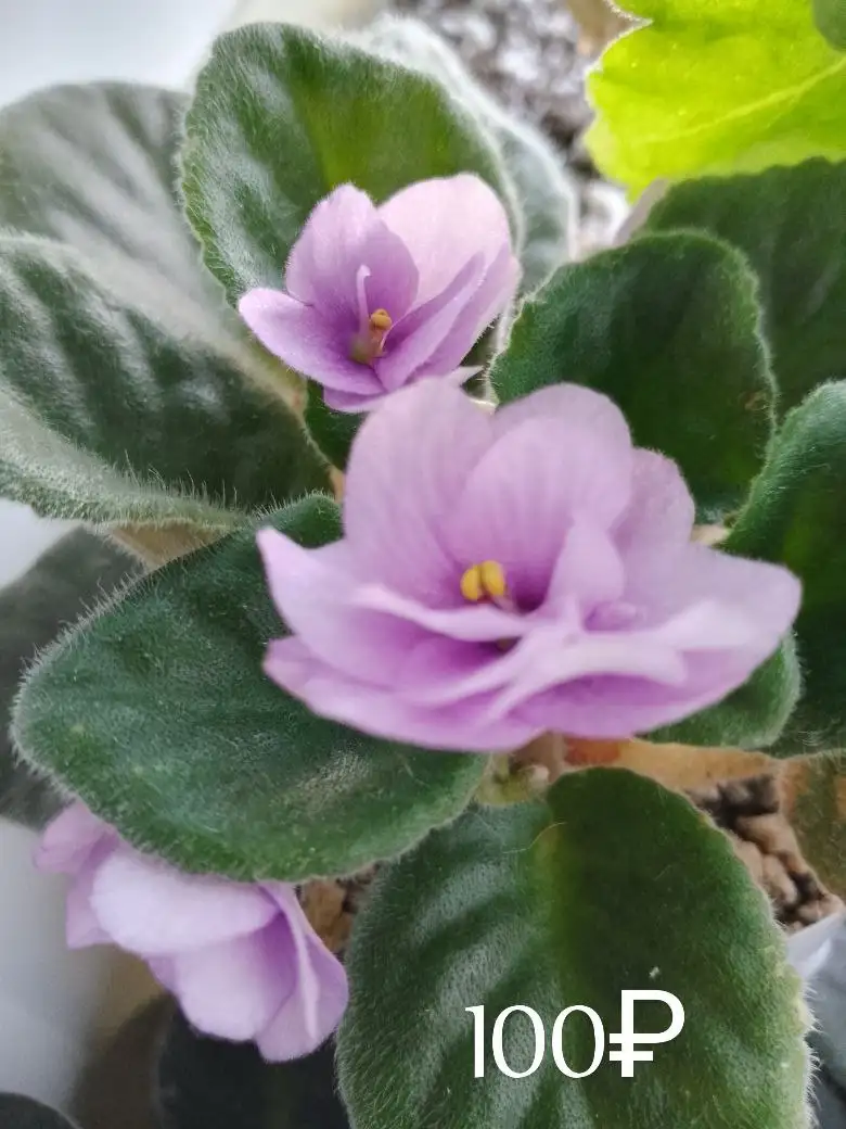 Наборы сортовых фиалок - Растения (Хобби и отдых) в Уфа