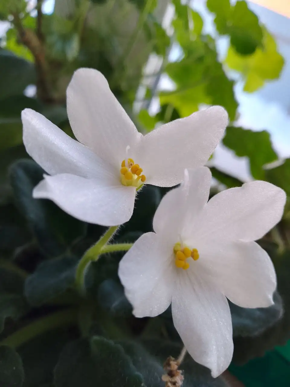 Наборы сортовых фиалок - Растения (Хобби и отдых) в Уфа