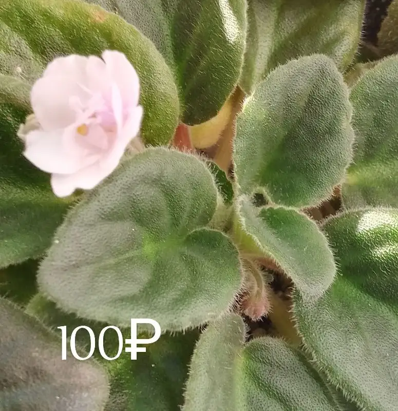 Наборы сортовых фиалок - Растения (Хобби и отдых) в Уфа