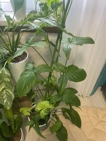 Продам Сингониум большой 3 сорта в горшке - Кулинария/Десерты в Уфа