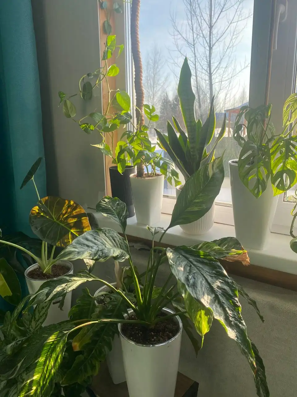 Продажа спатифиллума Джессика в Уфе - Растения (Хобби и отдых) в Уфа