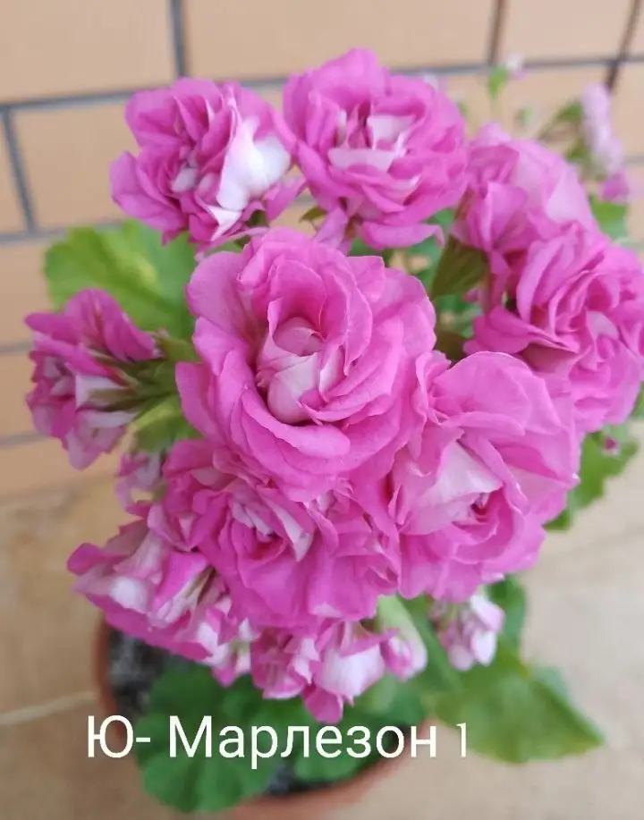 Укорененные черенки сортовых пеларгоний - Растения (Хобби и отдых) в Уфа