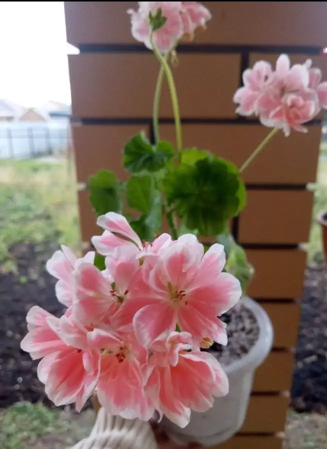 Укорененные черенки сортовых пеларгоний - Растения (Хобби и отдых) в Уфа