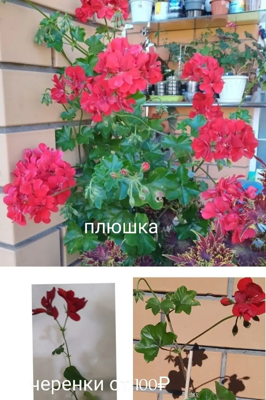 Укорененные черенки сортовых пеларгоний - Растения (Хобби и отдых) в Уфа