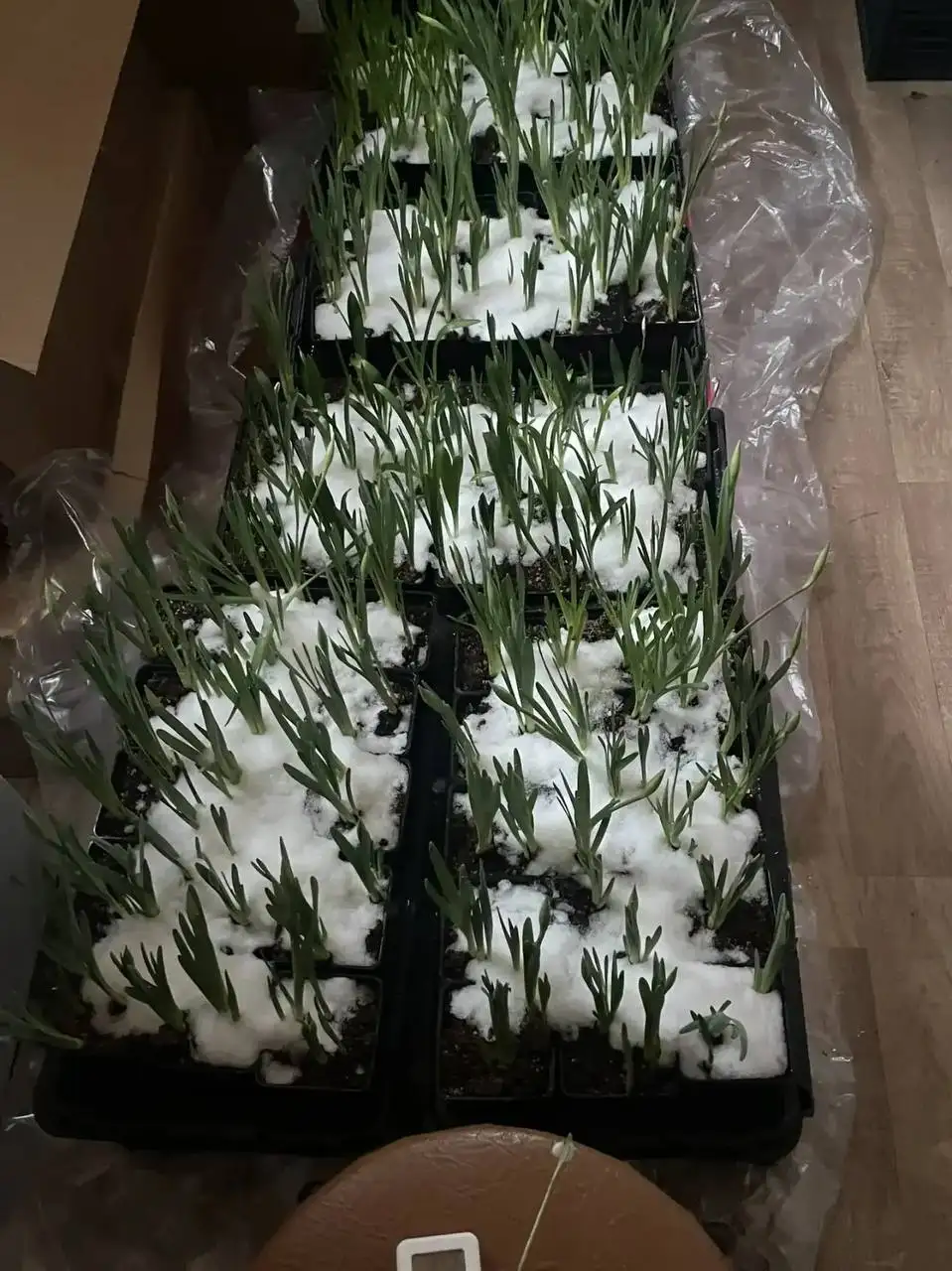 Продажа нарциссов в горшке - Растения (Хобби и отдых) в Уфа