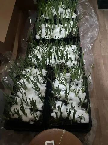 Продажа нарциссов в горшке - Кулинария/Десерты в Уфа