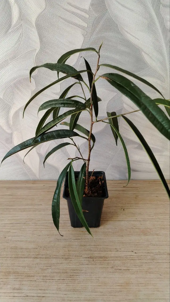 Продажа комнатных растений - Растения (Хобби и отдых) в Уфа