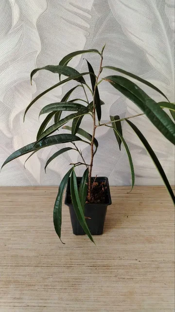 Продажа комнатных растений - Кулинария/Десерты в Уфа