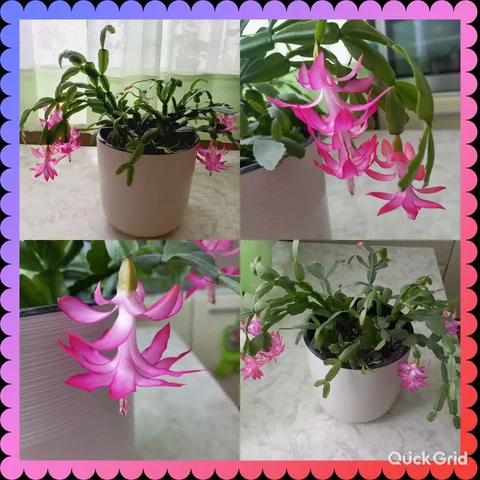 Продажа растений в Новобулгаково - Для дома и дачи в Уфа