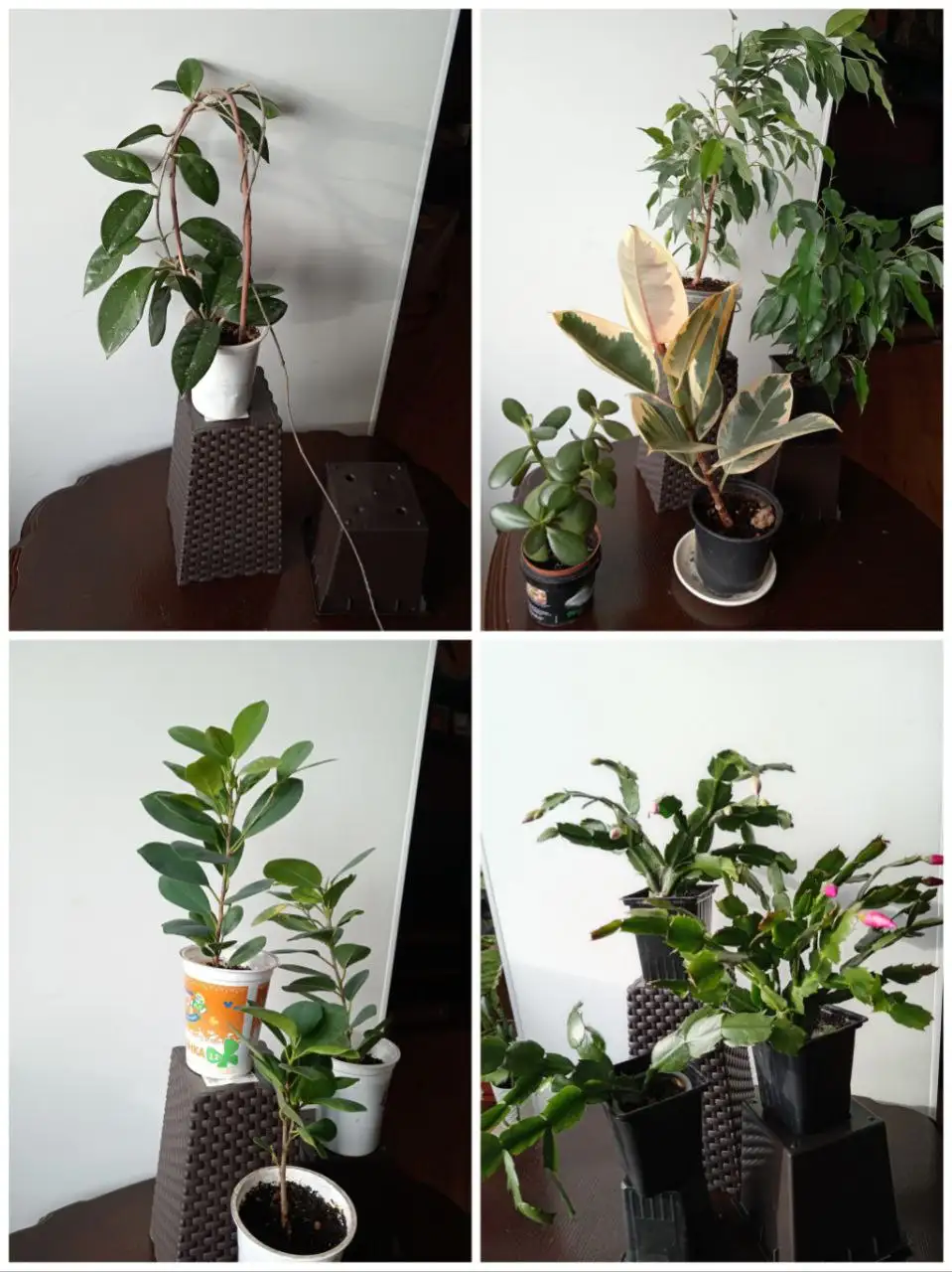 Продажа комнатных растений в Уфе - Комнатные растения (Хобби и отдых) в Уфа