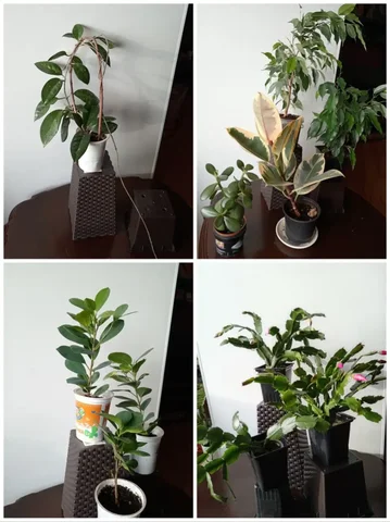 Продажа комнатных растений в Уфе - Хобби и отдых в Уфа