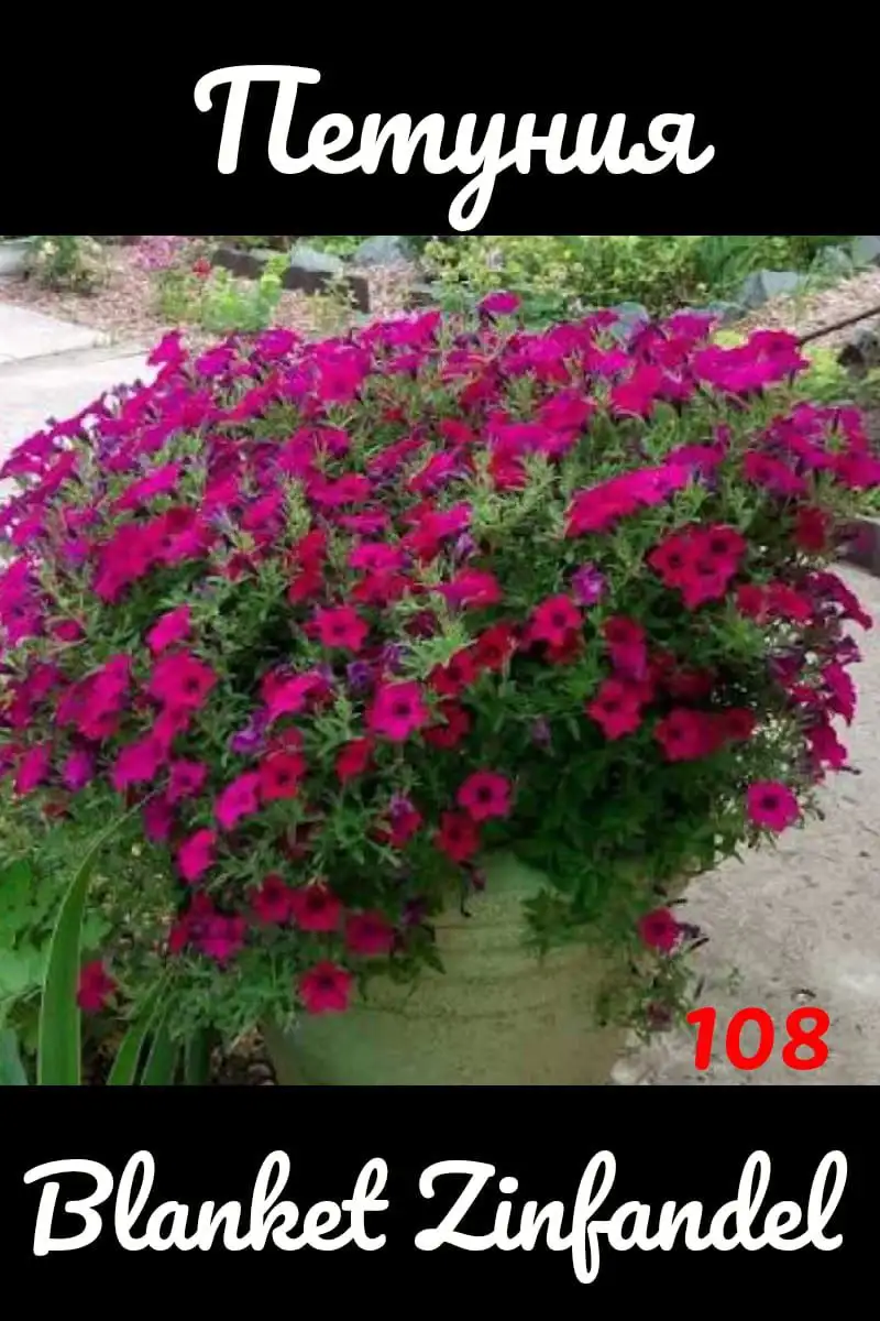 Вегетативная петунья сорт бланкет - Растения (Хобби и отдых) в Уфа