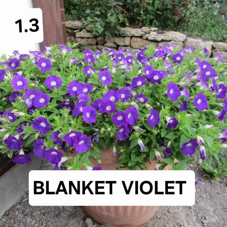 Вегетативная петунья сорт бланкет - Растения (Хобби и отдых) в Уфа