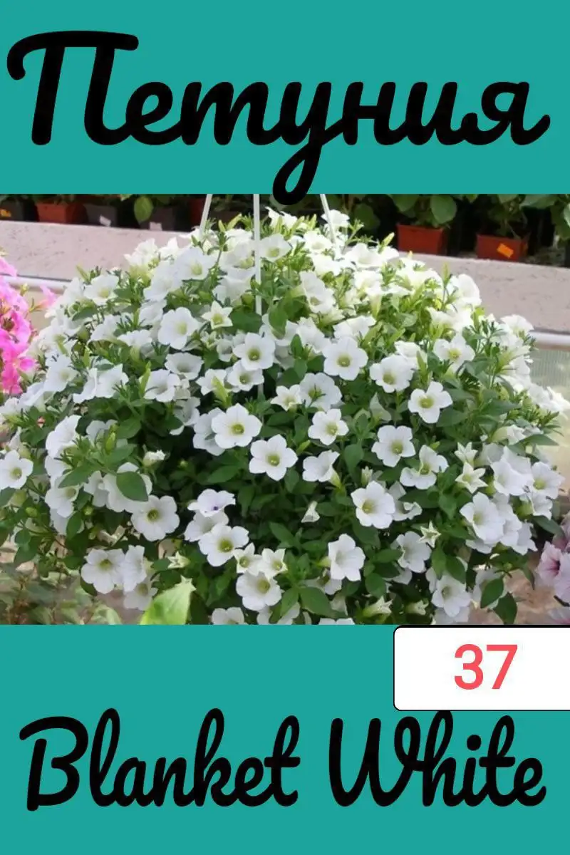 Вегетативная петунья сорт бланкет - Растения (Хобби и отдых) в Уфа