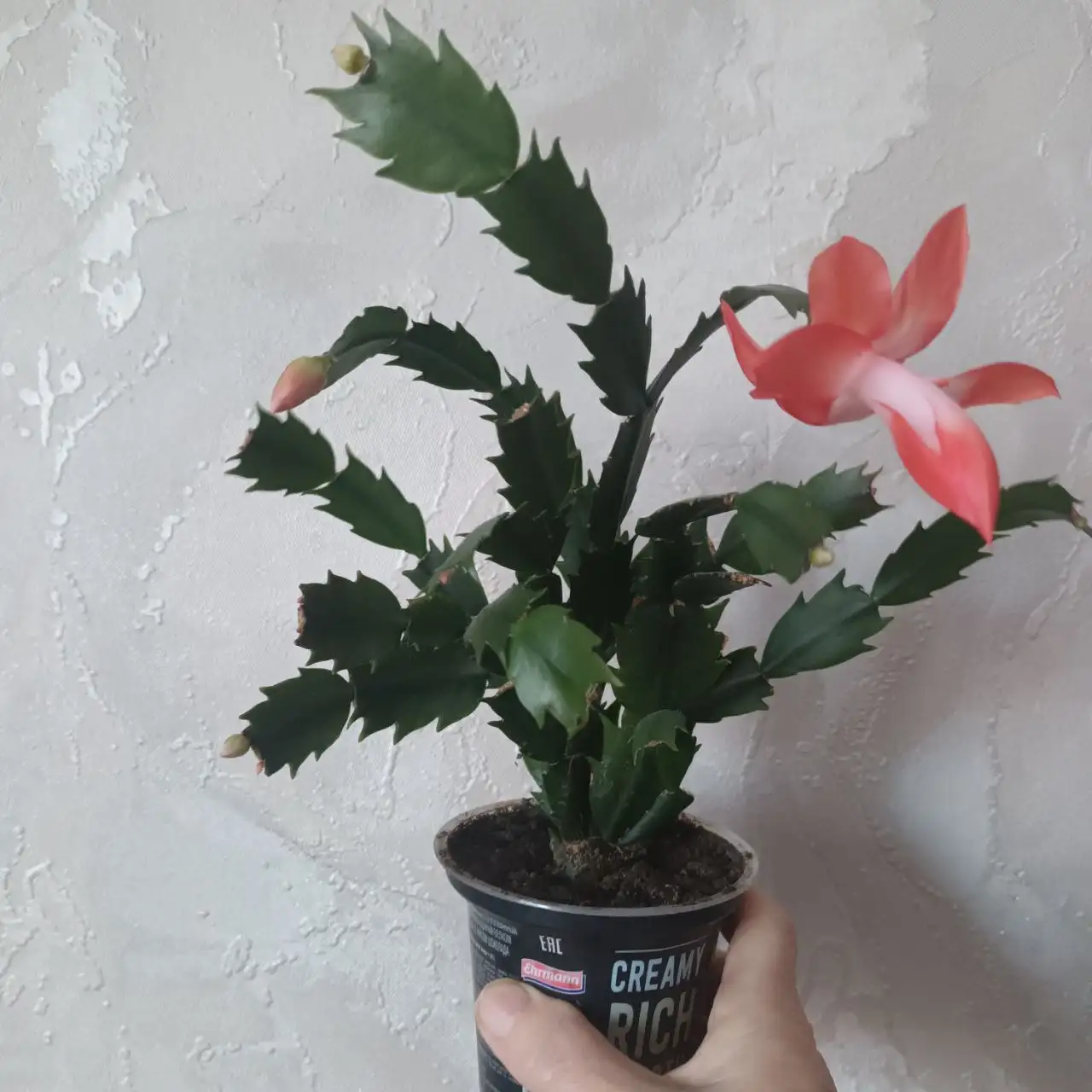 Декабрист в Уфе - Растения (Хобби и отдых) в Уфа