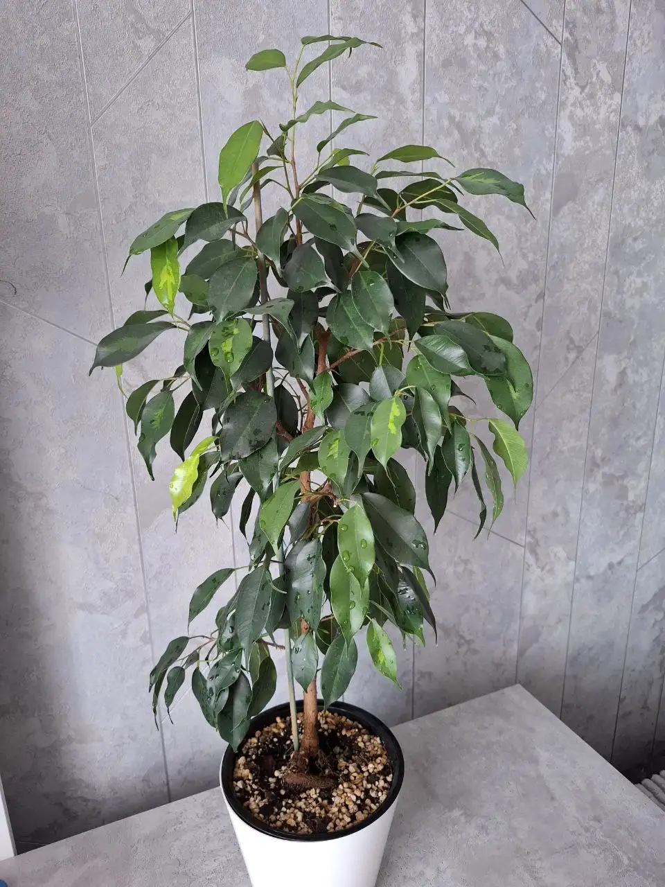Продажа фикусов разных сортов - Растения (Хобби и отдых) в Уфа
