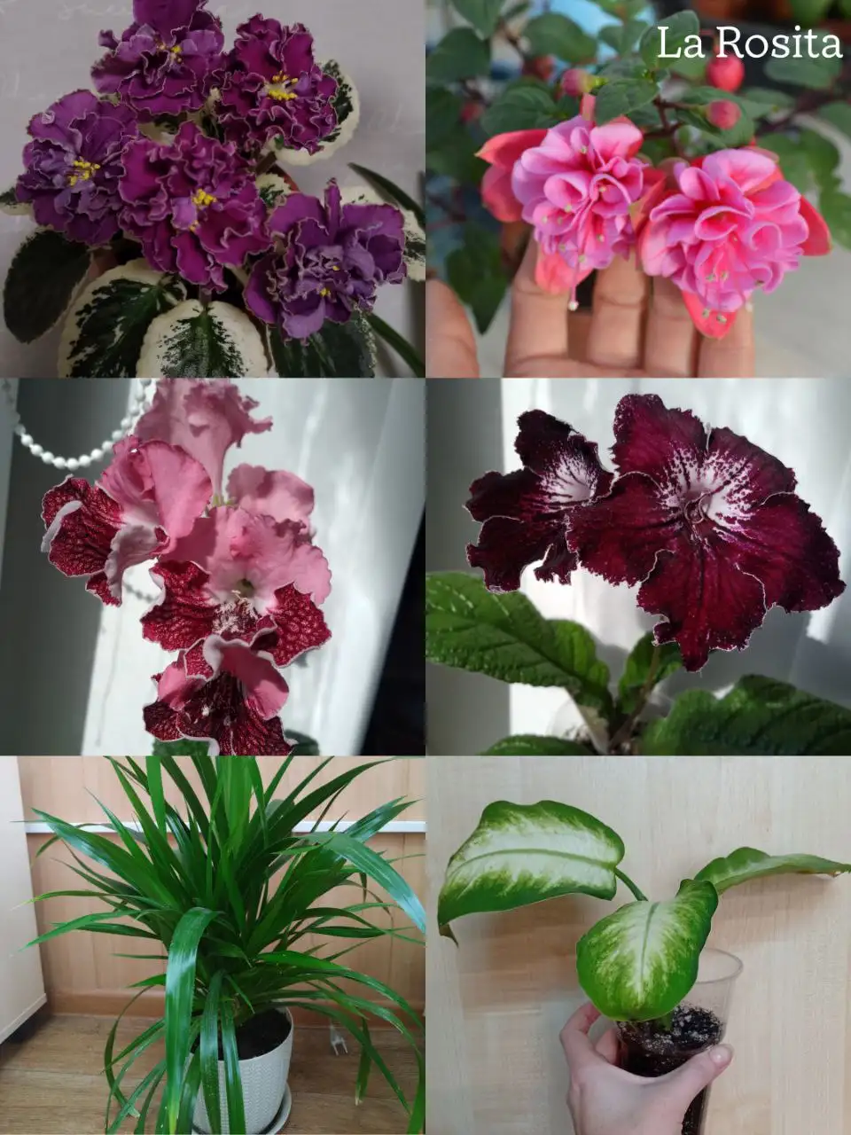 Продажа комнатных растений - Комнатные растения (Хобби и отдых) в Уфа