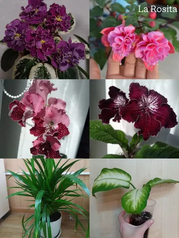 Продажа комнатных растений - Хобби и отдых в Уфа