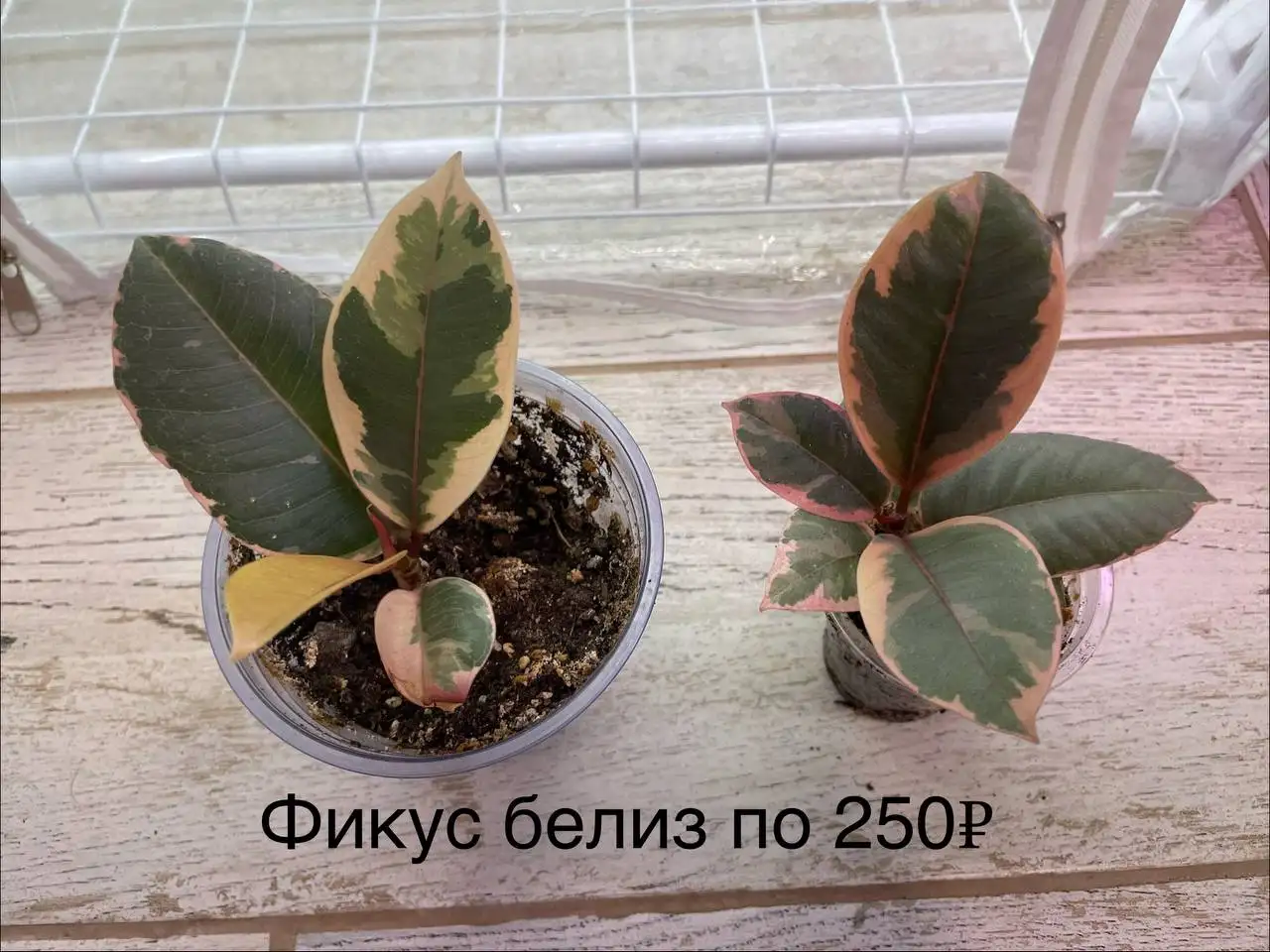 Продажа растений в Уфе - Растения (Хобби и отдых) в Уфа