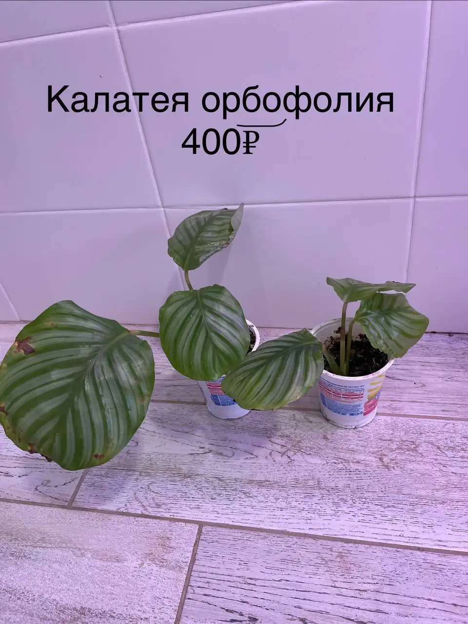 Продажа растений в Уфе - Растения (Хобби и отдых) в Уфа