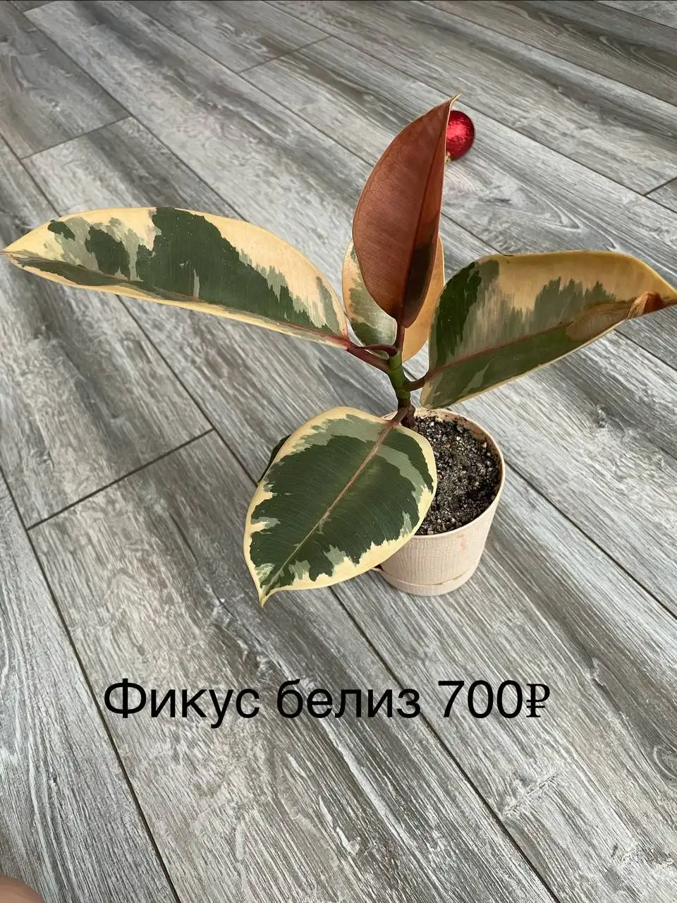 Продажа растений в Уфе - Растения (Хобби и отдых) в Уфа