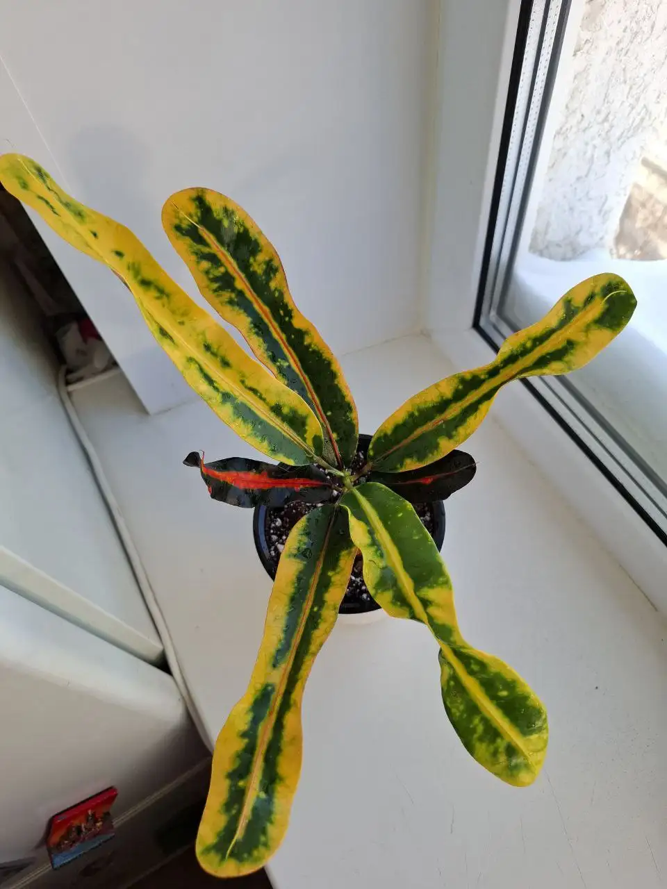 Кротон Мамми - Растения (Хобби и отдых) в Уфа