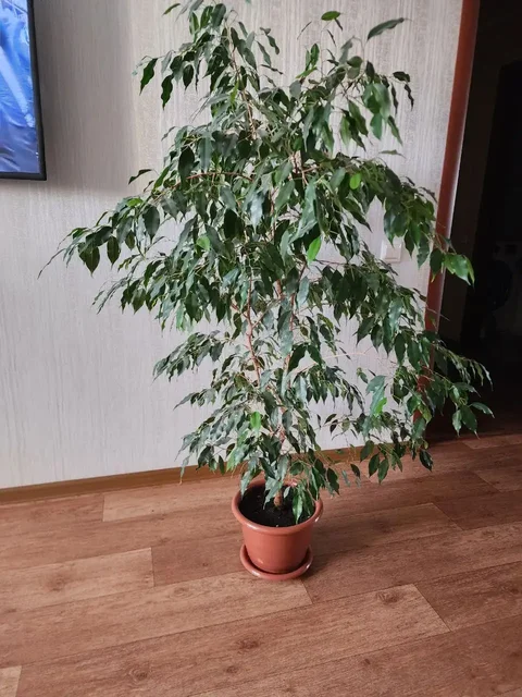 Продажа сортовых фикусов 4 сортов - Хобби и отдых в Уфа