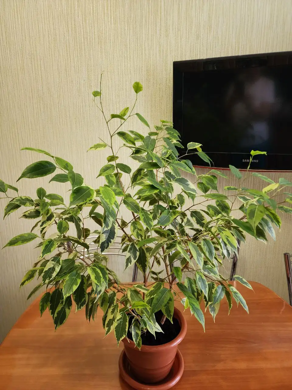 Продажа сортовых фикусов 4 сортов - Растения (Хобби и отдых) в Уфа